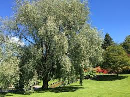 Attēlu rezultāti vaicājumam “Salix alba var. alba”