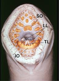 Image result for Lethenteron camtschaticum