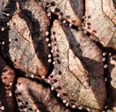 Attēlu rezultāti vaicājumam “Lycogala cf. fossiculatum sessile”