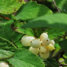 Attēlu rezultāti vaicājumam “Symphoricarpos albus fruit”