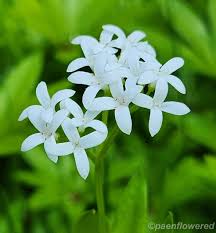 Attēlu rezultāti vaicājumam “Galium odoratum flower”