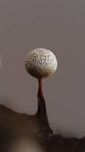 Attēlu rezultāti vaicājumam “Physarum bryocorticola”