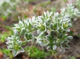 Attēlu rezultāti vaicājumam “Scleranthus perennis flower”