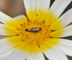 Attēlu rezultāti vaicājumam “Scythris limbella”