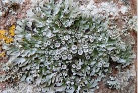 Attēlu rezultāti vaicājumam “Physconia distorta”