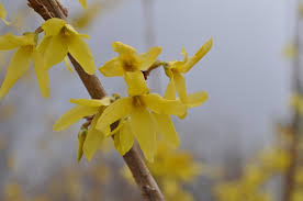 Attēlu rezultāti vaicājumam “Forsythia intermedia flower”