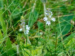 Attēlu rezultāti vaicājumam “Veronica officinalis leaf”