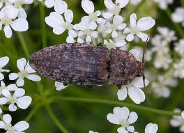 Attēlu rezultāti vaicājumam “Agrypnus murinus”