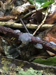 Attēlu rezultāti vaicājumam “Myxarium nucleatum”