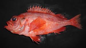 Image result for Sebastes fasciatus