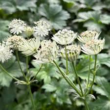 Attēlu rezultāti vaicājumam “Astrantia major”