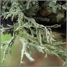 Attēlu rezultāti vaicājumam “Ramalina farinacea”