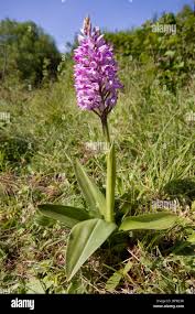 Attēlu rezultāti vaicājumam “Orchis militaris leaf”