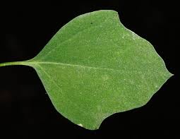 Attēlu rezultāti vaicājumam “Chenopodium polyspermum leaf”