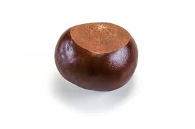 Attēlu rezultāti vaicājumam “Aesculus hippocastanum fruit”