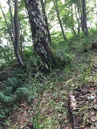 Attēlu rezultāti vaicājumam “Milium effusum”