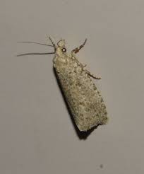 Attēlu rezultāti vaicājumam “Epiblema grandaevana”