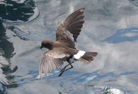 Image result for Oceanites oceanicus