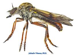 Attēlu rezultāti vaicājumam “Asilidae”