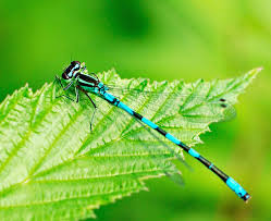 Attēlu rezultāti vaicājumam “Coenagrion armatum male”