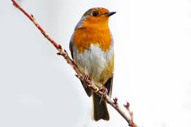 Image result for Erithacus rubecula