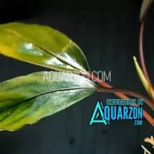 Risultati immagini per bucephalandra pinoh red stem