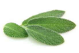 Image result for Salbei