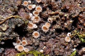 Attēlu rezultāti vaicājumam “Lachnum corticale”