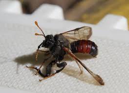 Attēlu rezultāti vaicājumam “Cimbex femoratus”