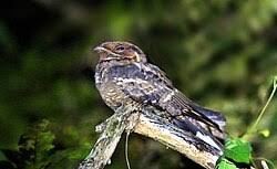 Image result for Caprimulgus aegyptius