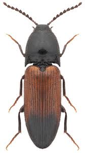 Attēlu rezultāti vaicājumam “Ampedus sp.”