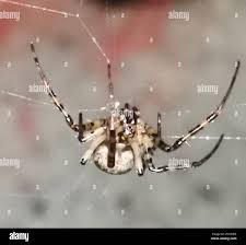 Attēlu rezultāti vaicājumam “Metellina merianae”