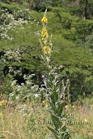Attēlu rezultāti vaicājumam “Verbascum densiflorum bud”