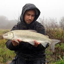 Image result for Coregonus oxyrinchus