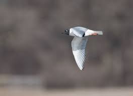 Image result for Chroicocephalus philadelphia