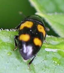 Attēlu rezultāti vaicājumam “Glischrochilus grandis”