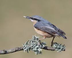 Image result for Sitta europaea