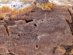 Attēlu rezultāti vaicājumam “Asterodon ferruginosus”