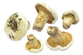 Attēlu rezultāti vaicājumam “Lactarius bertillonii”