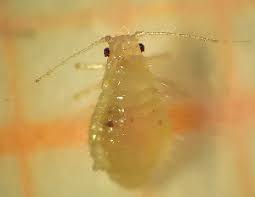 Attēlu rezultāti vaicājumam “Chaitophorus populeti”