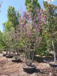 Attēlu rezultāti vaicājumam “Cercis siliquastrum”