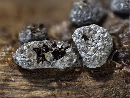 Attēlu rezultāti vaicājumam “Badhamia dubia macro”