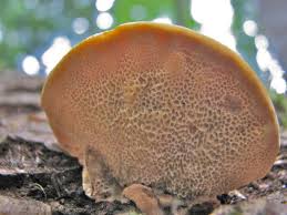 Attēlu rezultāti vaicājumam “Pycnoporellus fulgens”