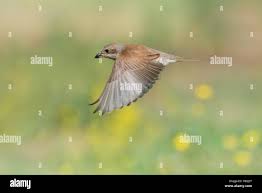 Attēlu rezultāti vaicājumam “Lanius collurio female”