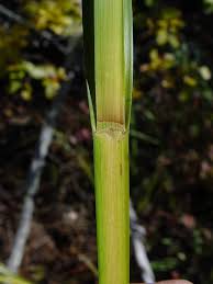 Attēlu rezultāti vaicājumam “Cyperaceae”