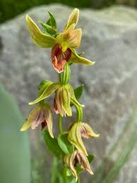 Attēlu rezultāti vaicājumam “Epipactis”