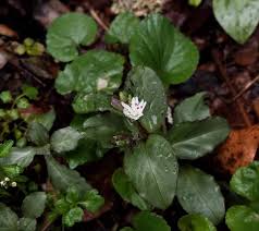 Attēlu rezultāti vaicājumam “Stellaria media”