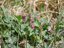 Attēlu rezultāti vaicājumam “Geum rivale leaf”