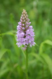 Attēlu rezultāti vaicājumam “Dactylorhiza fuchsii flower”