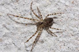 Attēlu rezultāti vaicājumam “Metellina merianae”